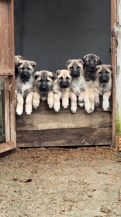 Turkish Kangal Puppies pedigreed microchipped available for Import