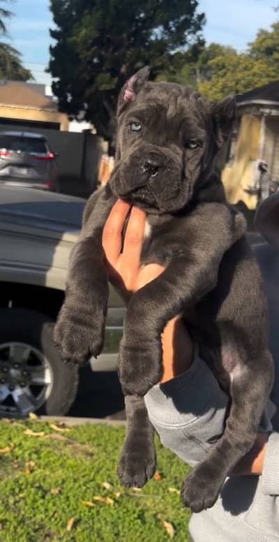 Cane Corso Puppies Pedigreed with passport available for import