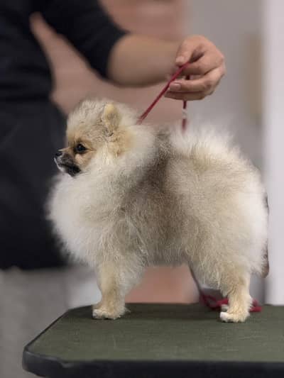 Teacup Pomeranian Pedigreed microchipped  available for IMPORT