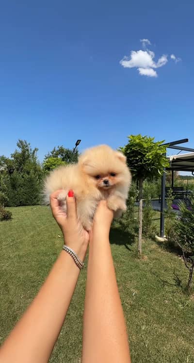 Teacup Pomeranian Pedigreed microchipped  available for IMPORT