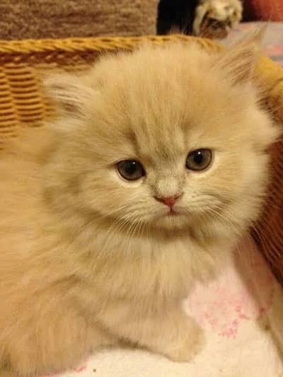 3 triple coat kittens