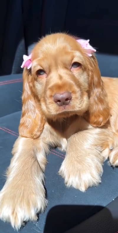 American Cocker Spaniel Pedigreed available for Import