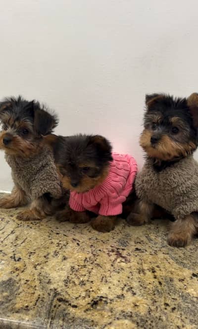 Yorkshire Terrier Puppies Pedigreed Microchipped available for Import