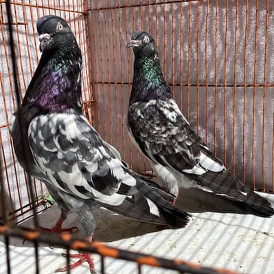 Lal pari or golden bredr pairs for sale