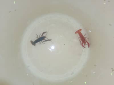 crayfish
