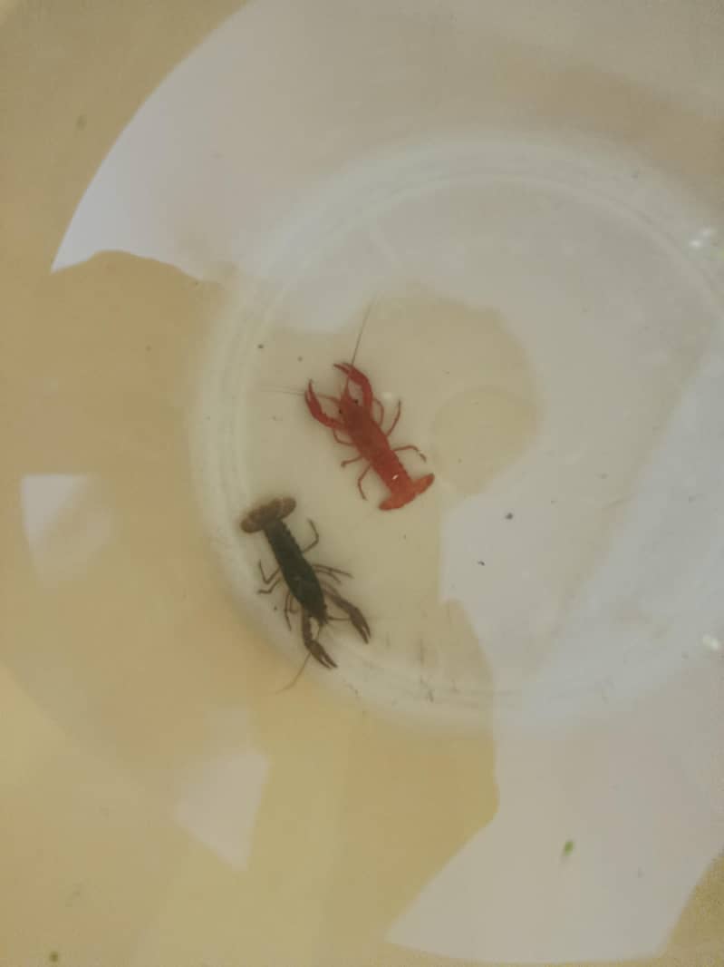 crayfish 1