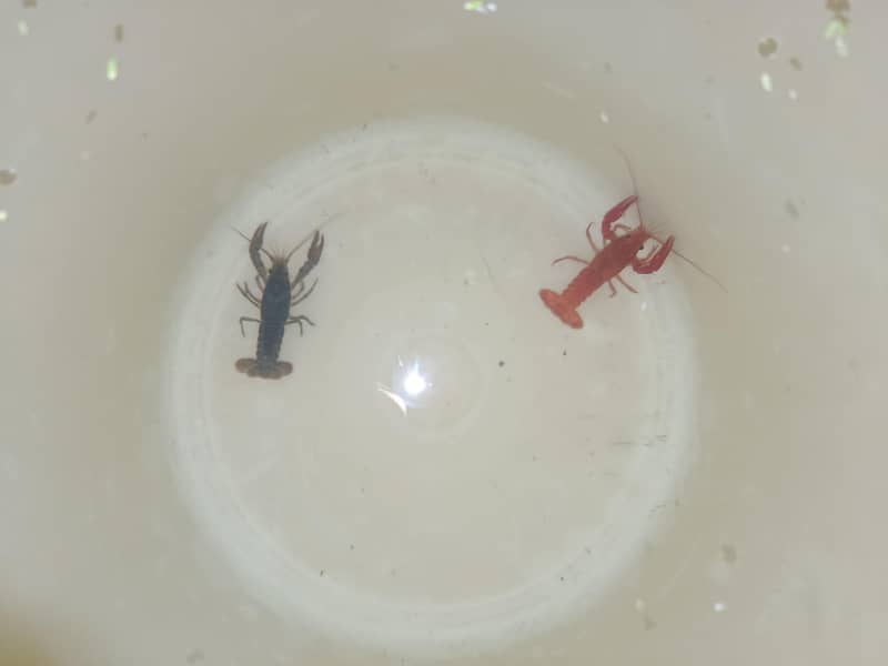 crayfish 2
