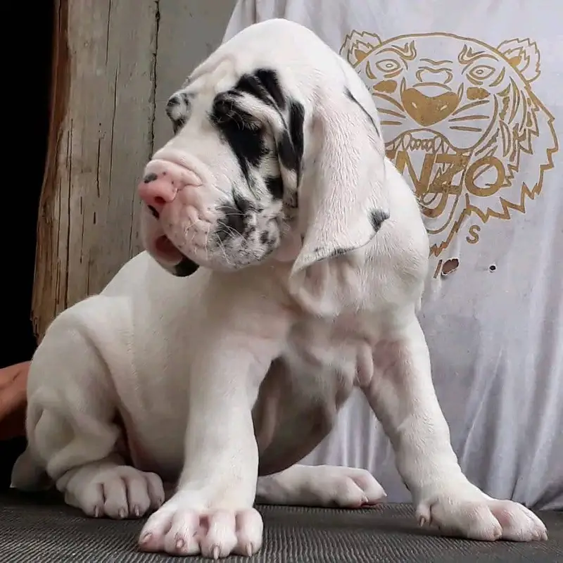 Great Dane puppies Pedigreed Microchipped available for import — photo 2