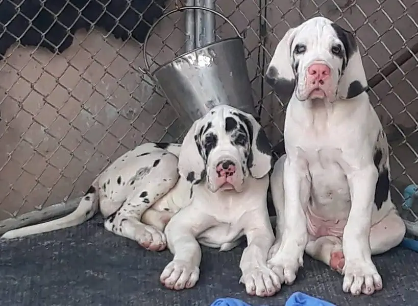 Great Dane puppies Pedigreed Microchipped available for import — photo 3