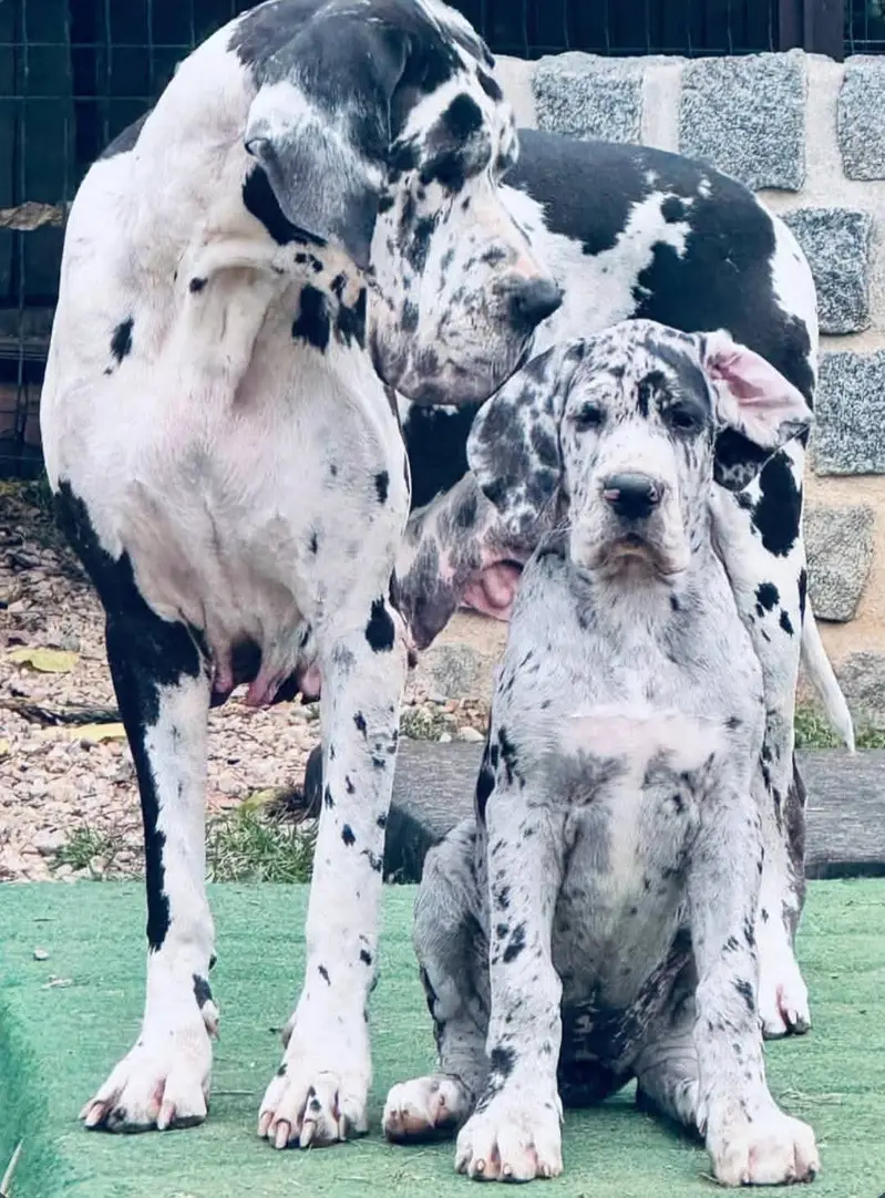 Great Dane puppies Pedigreed Microchipped available for import — photo 4