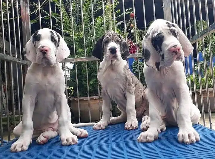 Great Dane puppies Pedigreed Microchipped available for import — photo 5
