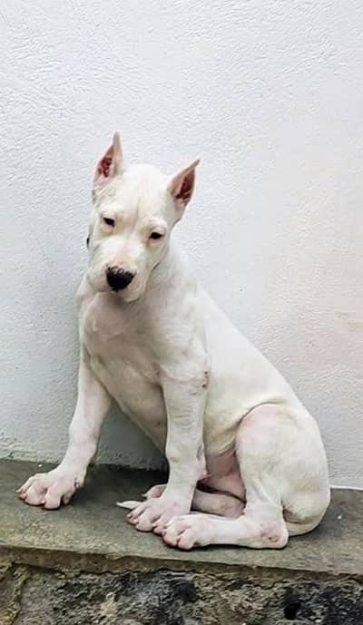 Dogo Argentino Puppies pedigreed Mocrochipped Available for import
