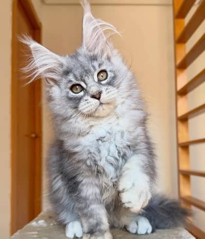 Pure Maine Coon Kittens Pedigreed available for Import