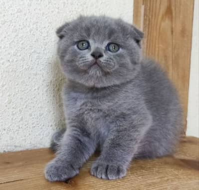 Premium Scottich Fold Kittens Pedigreed available for Import