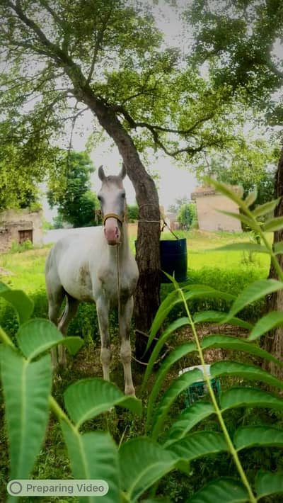Horse