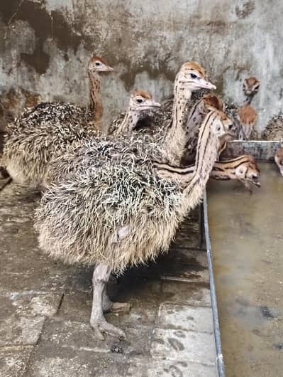 Ostrich Baby Pair For Sale