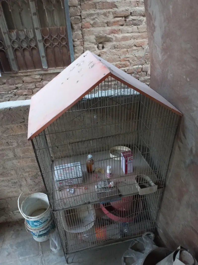 Cage for Parrot and Hen