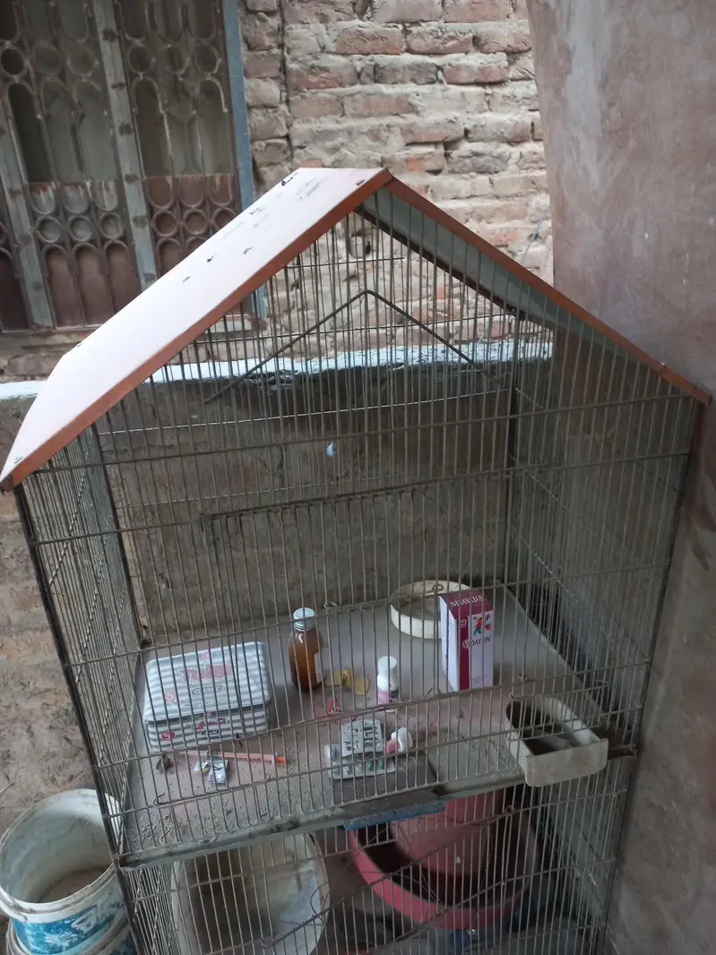 Cage for Parrot and Hen — photo 2