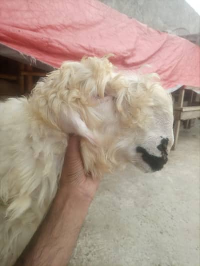 Mundra for sale