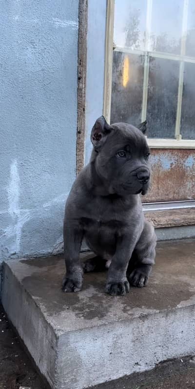 Cane Corso Puppies Pedigreed Microchipped available for Import