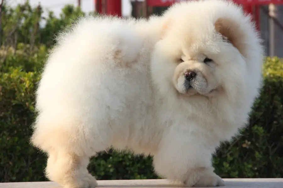 Chow Chow Pedigreed champion bloodline available for import — photo 4