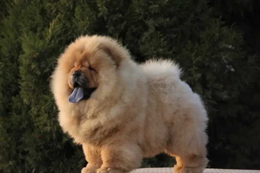 Chow Chow Pedigreed champion bloodline available for import — photo 5