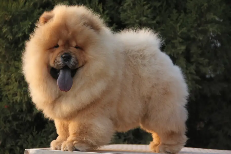 Chow Chow Pedigreed champion bloodline available for import — photo 6