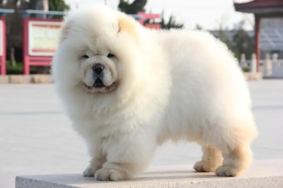 Chow Chow Pedigreed champion bloodline available for import — photo 7