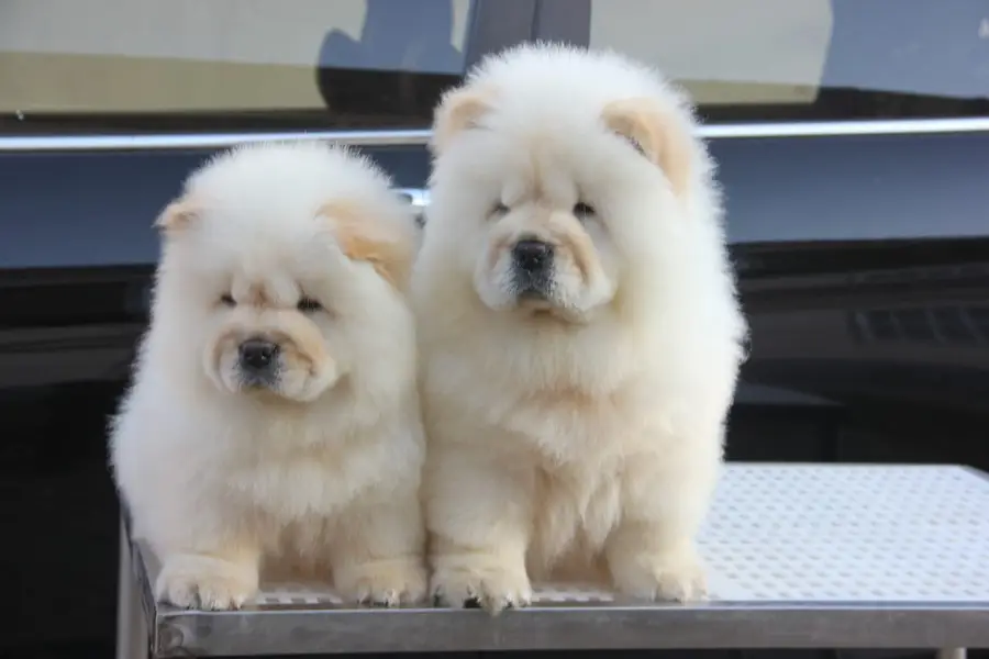 Chow Chow Pedigreed champion bloodline available for import — photo 8