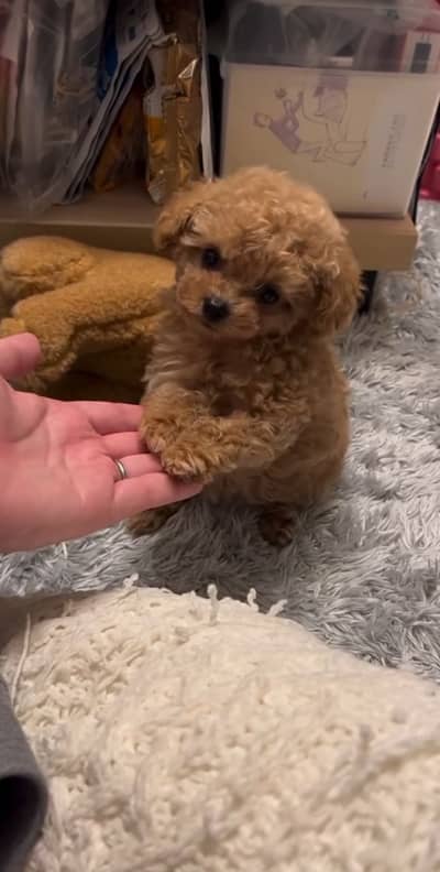 Toy Poodle Puppies Pedigreed microchipped available for import