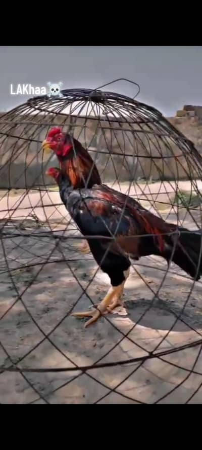 lakha for sale