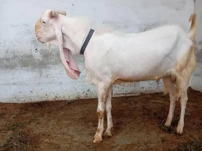 bakra 2 dant 03228548212