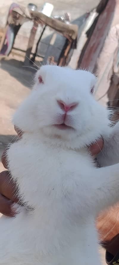red eyes white rabbit