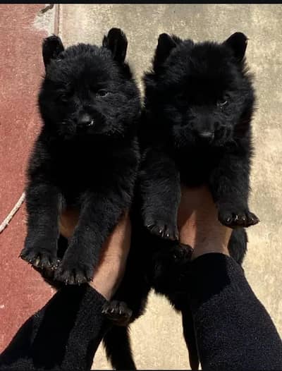 German Shepherd Lang Court 2 month for sale