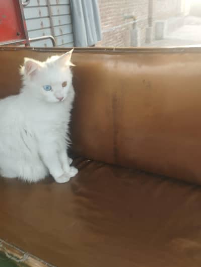 cute cat
