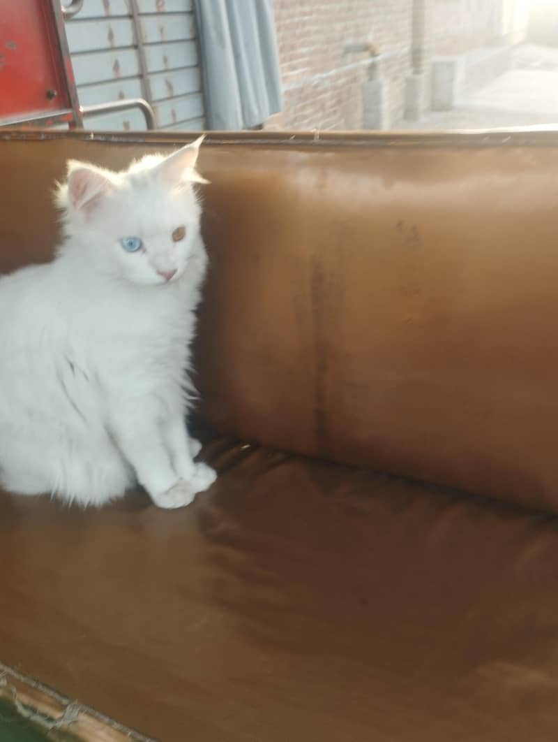 cute cat 0