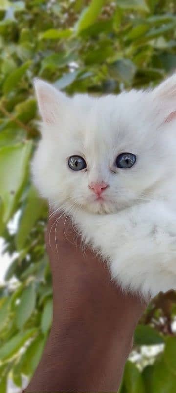 pairsian helthy and active butifull kitten for sale