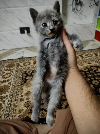 single coated Persian kittens