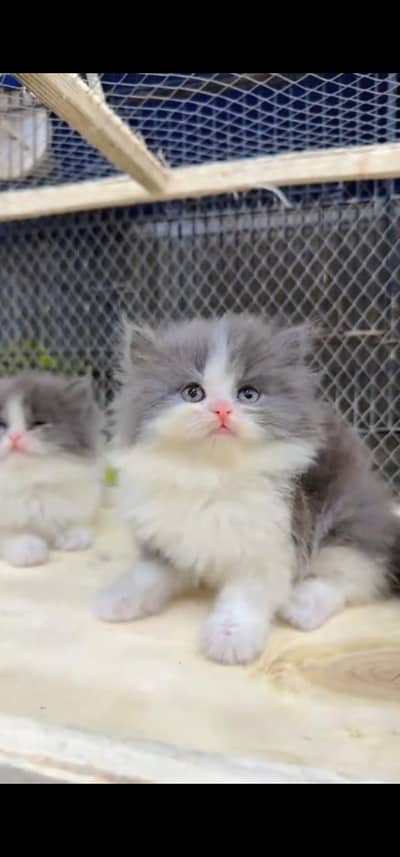 Quality Persian Punchface cat & kitten. moreWhatsApp 03094016734