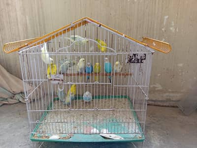 Budgies and 1 cage for Sale – Healthy & Active Birds price 275