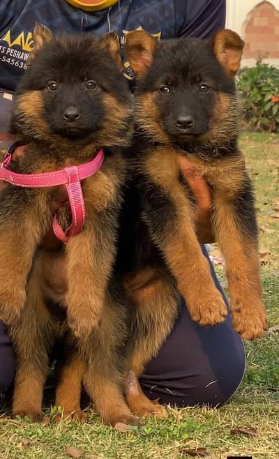 gurman Shaft Dog My WhatsApp 03436966924 //@&@$@&##$