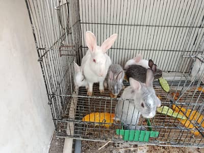 Healthy Female Rabbit With 6 Babies For Sale