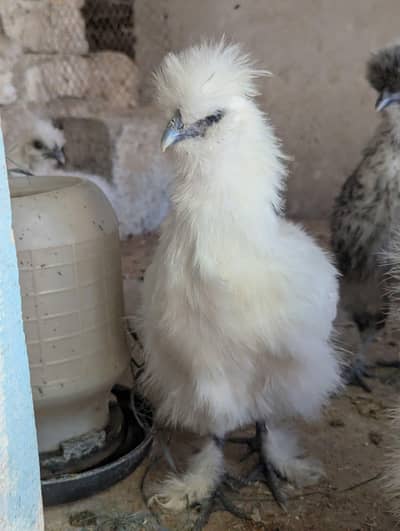 white  silky  available