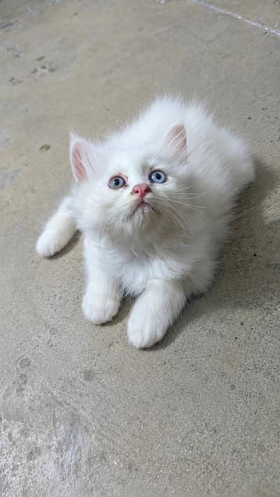 beautiful Persian female kitten triple cotted blue eye