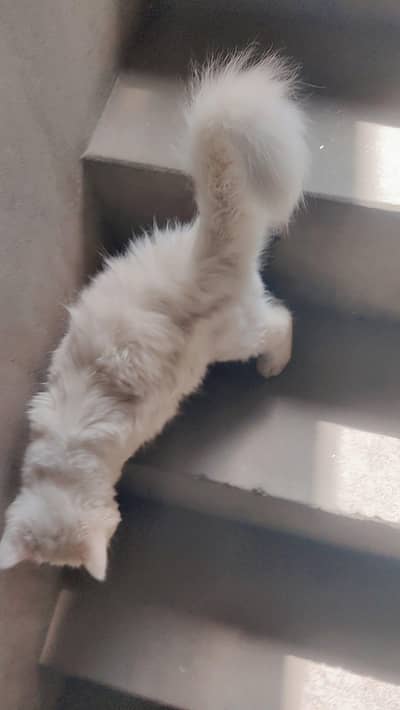 persian