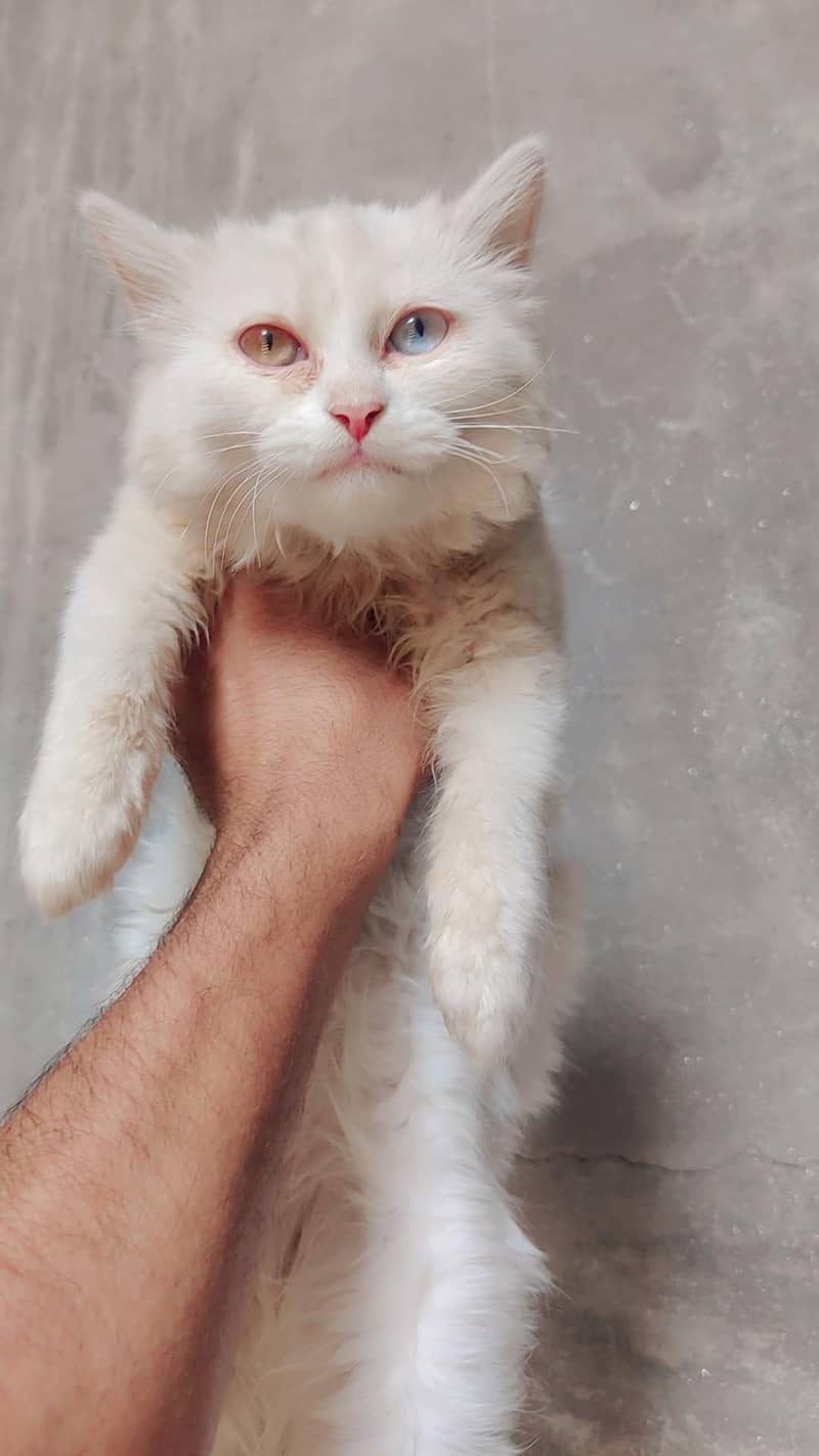 persian 1