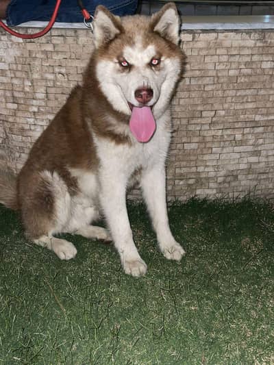 husky dog sale & 7 month age & vaccination card available