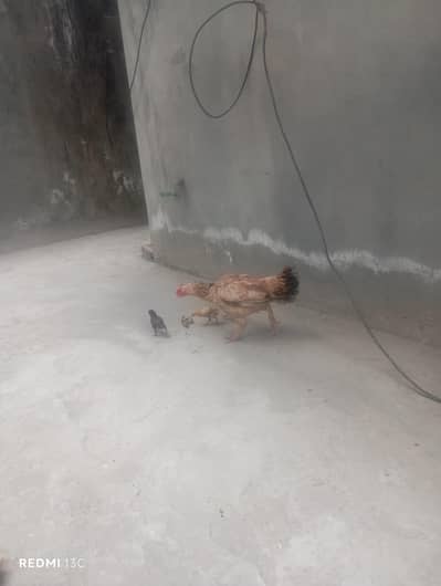 Aseel chicks with murghi for sale