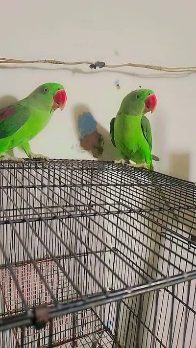 butifull kashmiri raw parrot helthy and active for sale