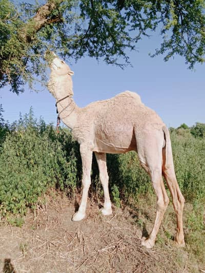 CAMEL FOR QURBANI/QURBANI CAMEL/BULLS